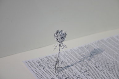 Metamorphosis Stage 1