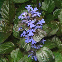 Ajuga reptans