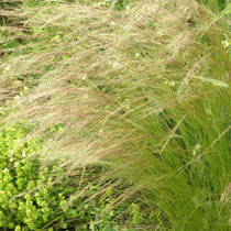 Stipa tenuissima