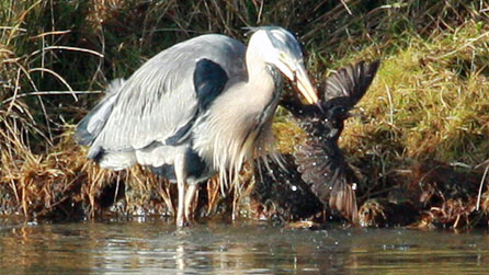 A heron eating a starling by Steve Gunter.