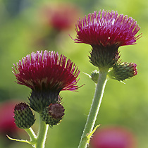 Cirsium rivulare 'Atropurpureum'