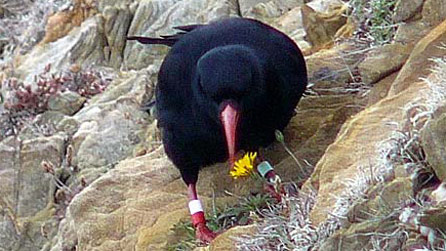 chough_holyisland.jpg