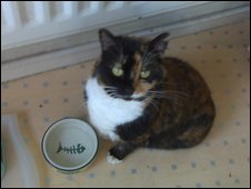 A rare sighting of a Moss cat