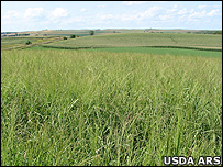 Uma pradaria americana com a gramínea switchgrass