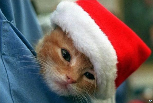 Christmas kitten