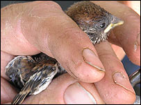 Dave readys a identity ring for this chick