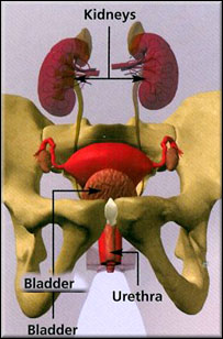  بی اختياری ادرار