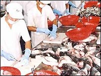 Chế biến cá basa - ảnh vietnamnet.vn