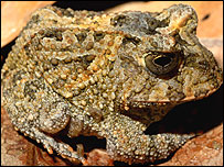 Espécie não-descrita de sapo de chifre, do gênero Proceratophrys (Foto: Paula Hanna Valdujo)