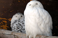 Snow Owls