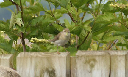 Willow warbler. Phots by Declan Duffy