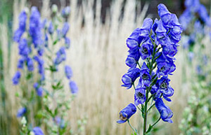 Delphinium
