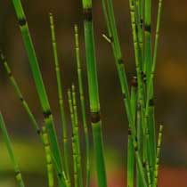 Equisetum hyemale
