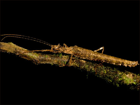 Inseto do gênero Xylospinodes (Fotos: Paul S. Hamilton / RAEI.org)