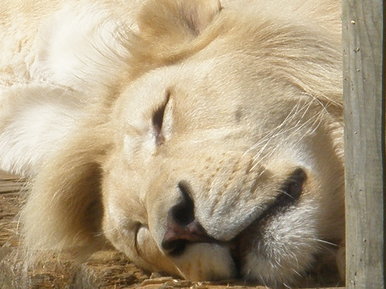 White Lion