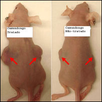 Camundongos. Divulgação: PNAS