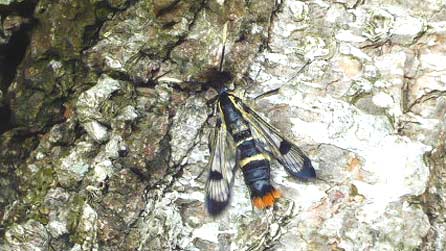 clearwinged_moth.jpg