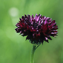 Centaurea cyanus 'Black Ball'