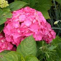 Hydrangea macrophylla