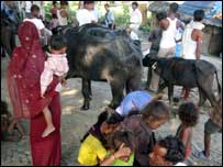 بہار مویشی سیلاب