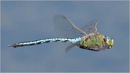 Emperor Dragonfly c/o Margaret Holland