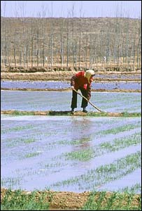 زن در شاليزار