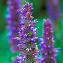 Nettle leaf giant hyssop