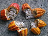 دانه های ککاو