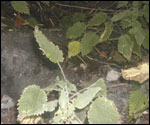 Stinging nettles
