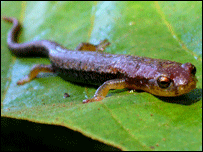 Salamandra (Foto: A. Monro)