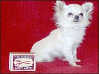 کوچک ترين سگ 