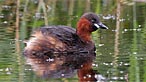 Little grebe. Photo: Moses Davies