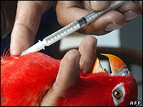 बर्ड फ़्लू