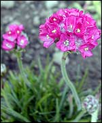 Pink ball flowers
