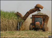 Plantação de cana de açúcar