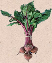 Beetroot