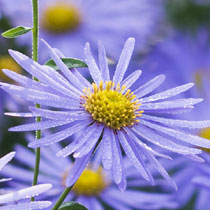 Aster x frikartii 'Monch'