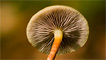 A fungi by Andrew