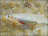 O peixe recém-descoberto