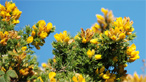 Gorse bush on Bardsey