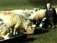 farmer with sheep