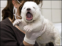 Ursinha Flocke pode ser a nova 'estrela' do zoológico de Nuremberg