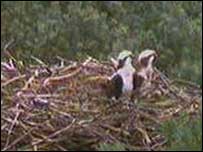 An osprey chick