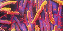 Clostridium difficile