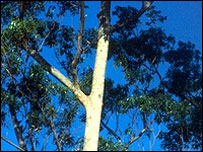 Eucalyptus 