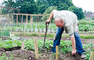 Joe Swift working on the allotment