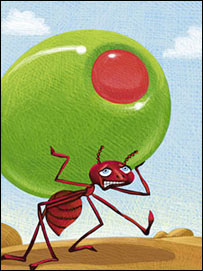 مورچه در حال انتقال خوراکه