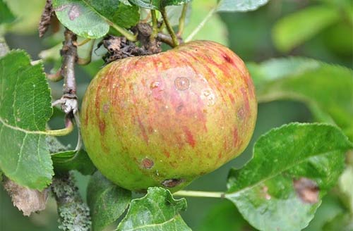 apple tree no. 7