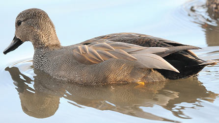 gadwall.jpg
