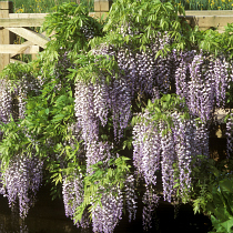 Wisteria